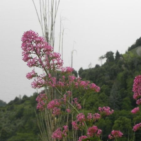 Ca Gialla De Drignana 베르나차 외부 사진