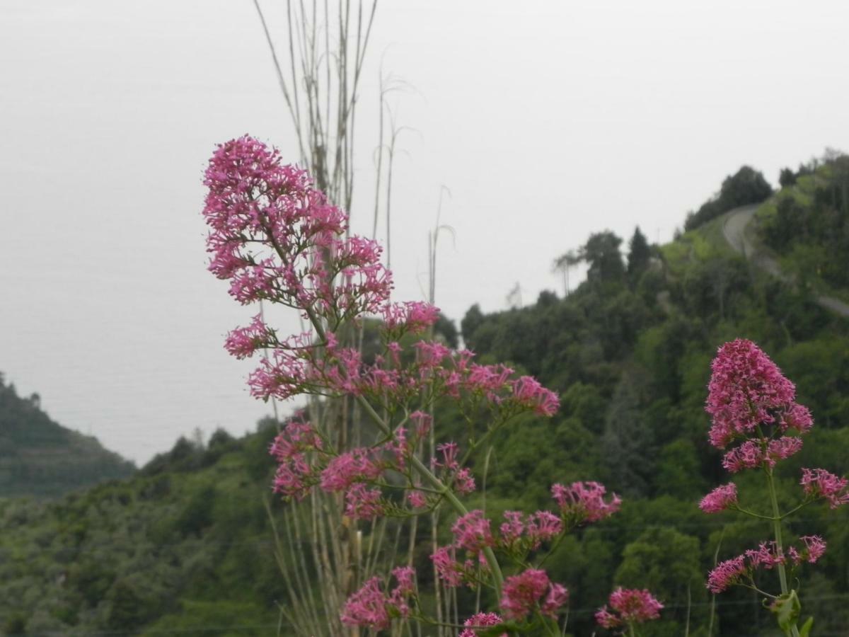 Ca Gialla De Drignana 베르나차 외부 사진